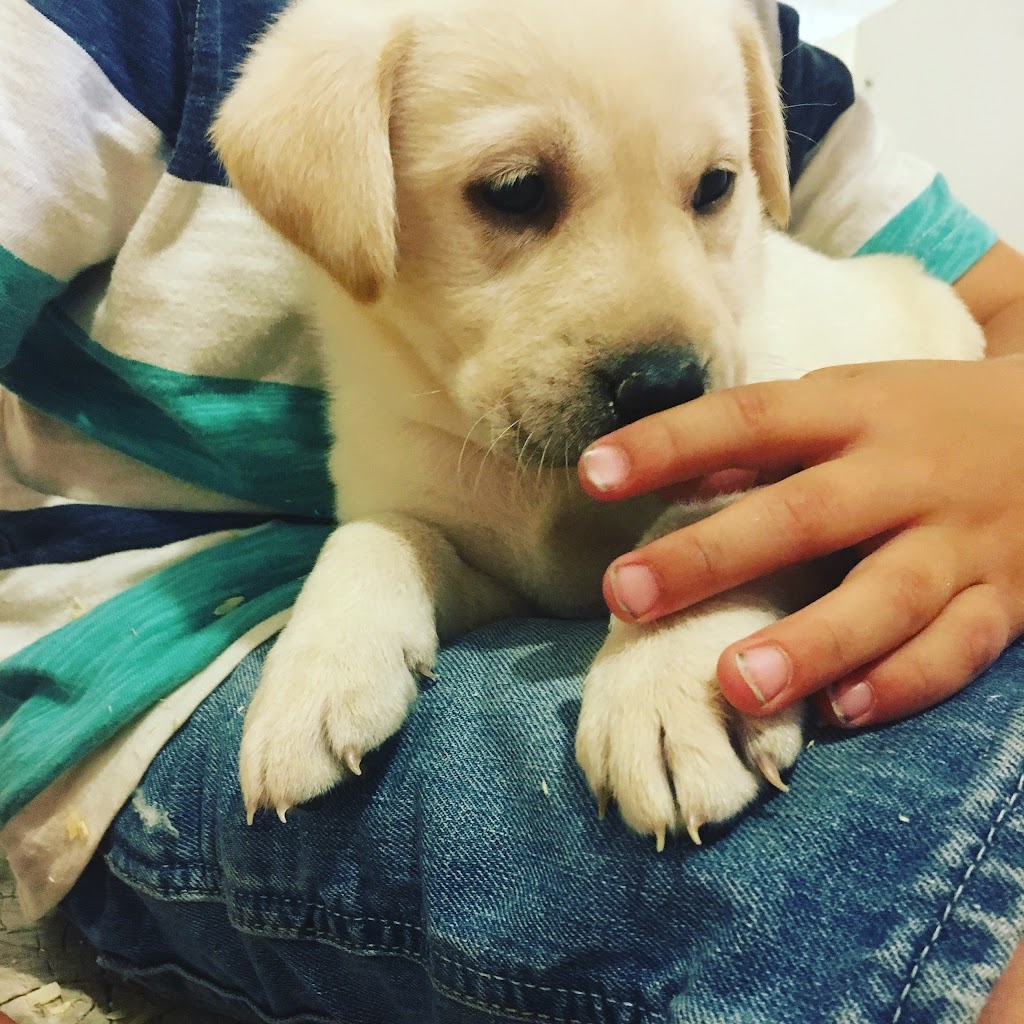 North Pine Labradors | Morris, MB R0G 1K0, Canada | Phone: (204) 746-8912