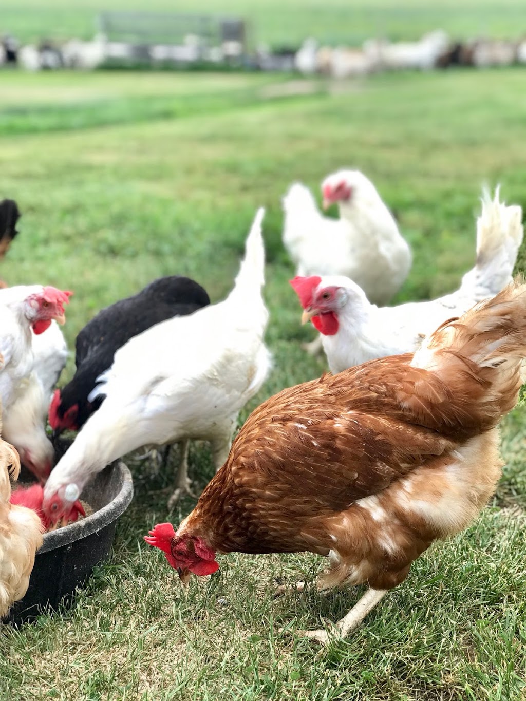 JE Ranch Inc | NW10-23-25 W2 - Box 83, Holdfast, SK S0G 2H0, Canada | Phone: (306) 488-4408