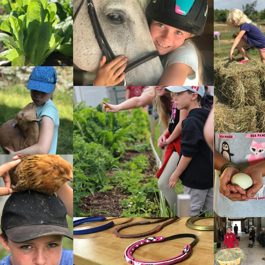 In the Hills Equine | 496629, Grey County Rd 2, Clarksburg, ON N0H 1J0, Canada | Phone: (519) 942-6888