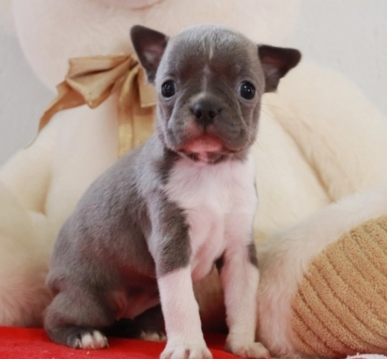 Boston Terrier puppies for sale | 10 Persimmon Ct, Etobicoke, ON M9C 5B9, Canada | Phone: (603) 509-3239