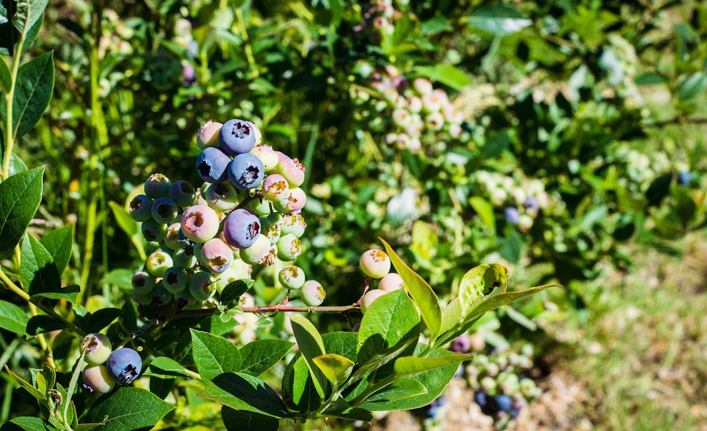 Rusty Gate Berry Farm | 2575 Maywood Rd, Powell River, BC V8A 0P4, Canada | Phone: (604) 740-7215