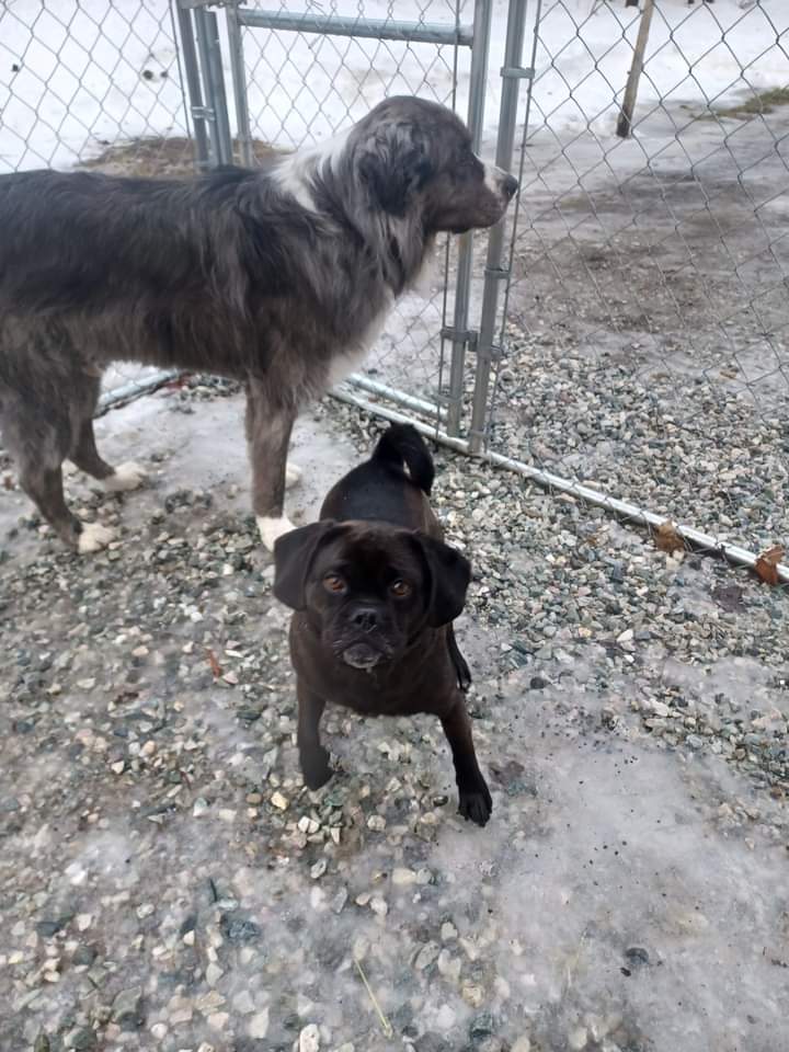Garderie canine le havre de Caro | 252 rang 5, Saint-Ferdinand, QC G0N 1N0, Canada | Phone: (819) 362-5567