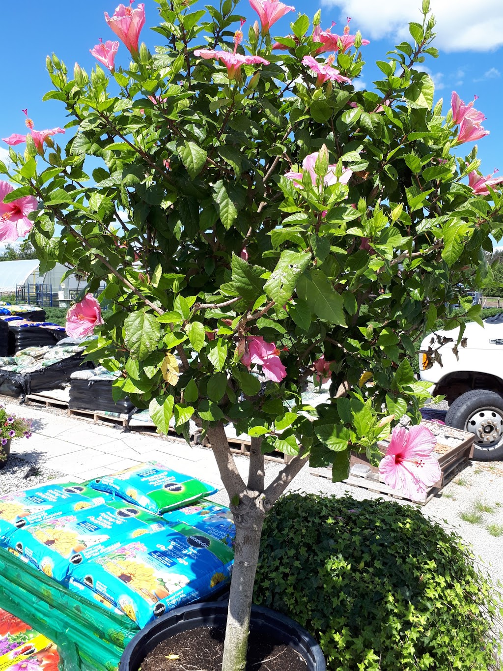 Ferragine Greenhouses | 572 Simcoe Rd, Bradford, ON L3Z 2A6, Canada | Phone: (905) 775-3177