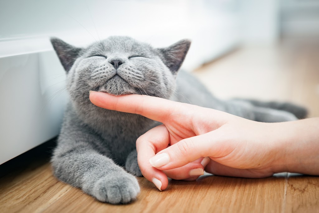 Monarch Vet Tech Services | 46 Coxwell Ave, Toronto, ON M4L 3A7, Canada | Phone: (647) 668-4762