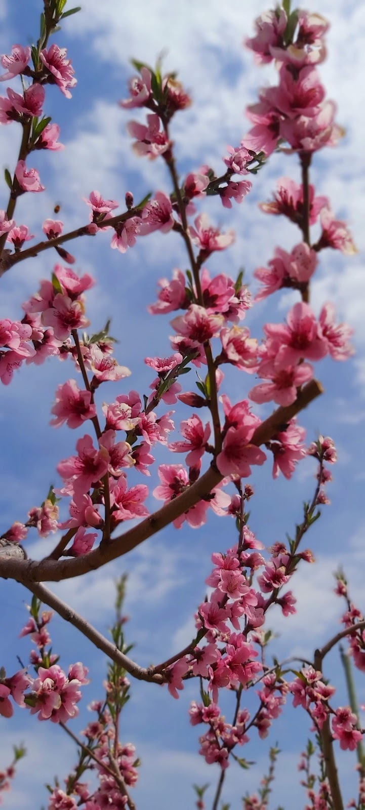 Lakelee Orchards | 4452 Thirteenth St, Jordan Station, ON L0R 1S0, Canada | Phone: (905) 562-4850
