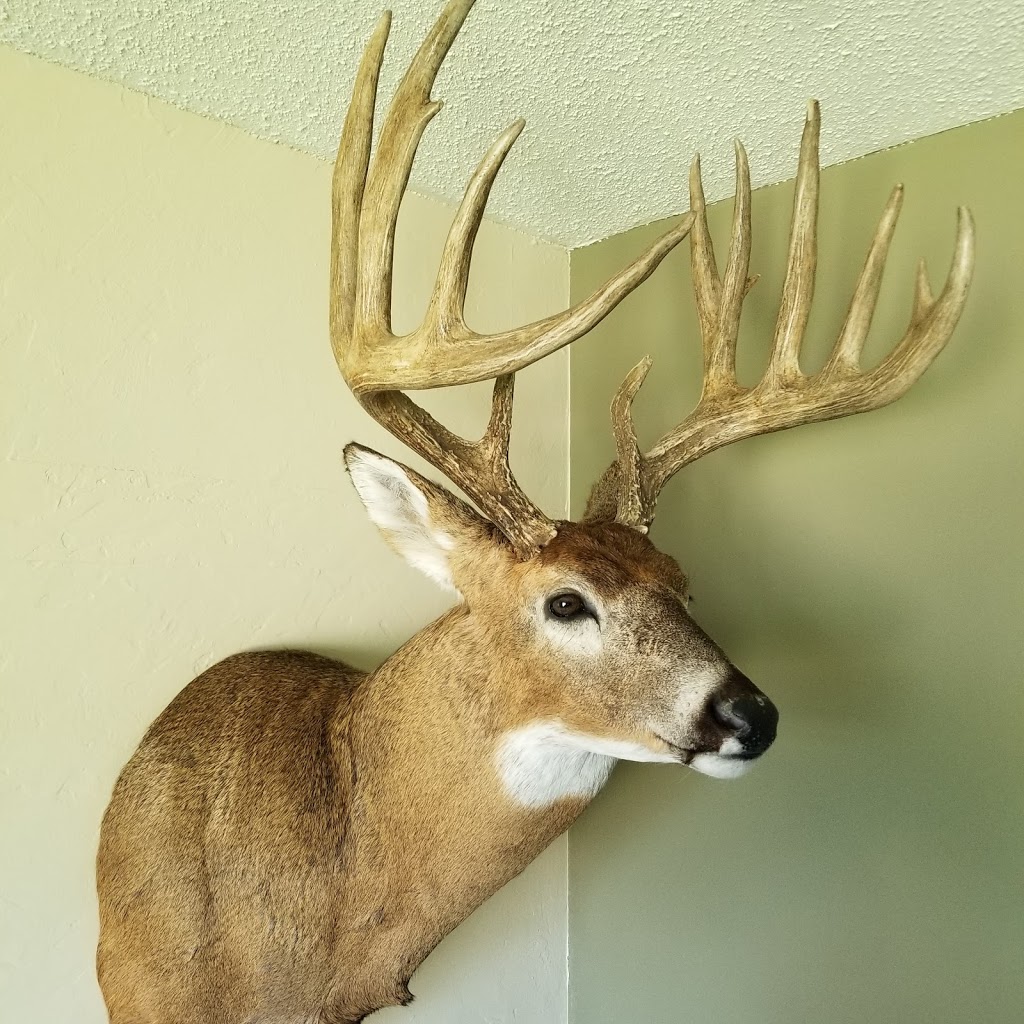 Saskatchewan Big Buck Adventures LTD. | Box 372, Hafford, SK S0J 1A0, Canada | Phone: (306) 549-7501
