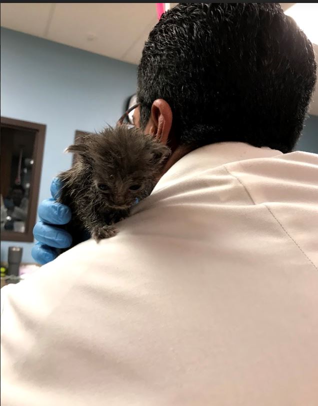 Brittany Glen Animal Hospital | 5602 Tenth Line W Unit 104, Mississauga, ON L5M 7L9, Canada | Phone: (905) 814-1717