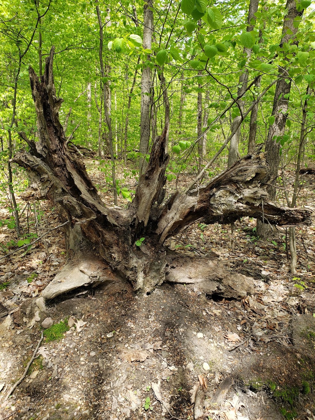Niagara Royalton Ravine Park | Gasport Rd, Gasport, NY 14067, USA | Phone: (716) 772-2016