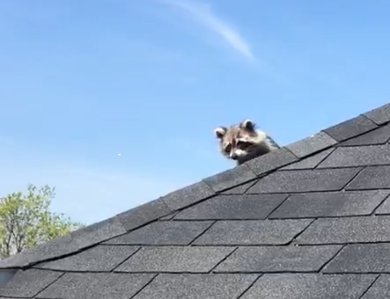 Gunning Ontario Wildlife Removal & Pest Control | 124 Ottawa Avenue, Woodstock, ON N4T 0H9, Canada | Phone: (519) 421-2677