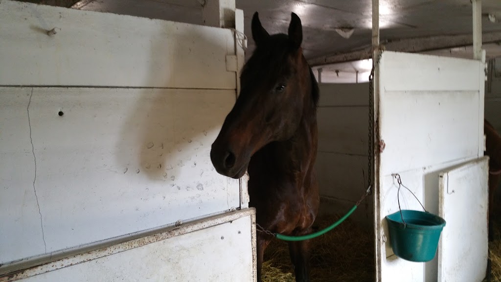 Canadian Thoroughbred Horse Society | 3975 Portage Ave, Winnipeg, MB R3K 2E9, Canada | Phone: (204) 832-1702