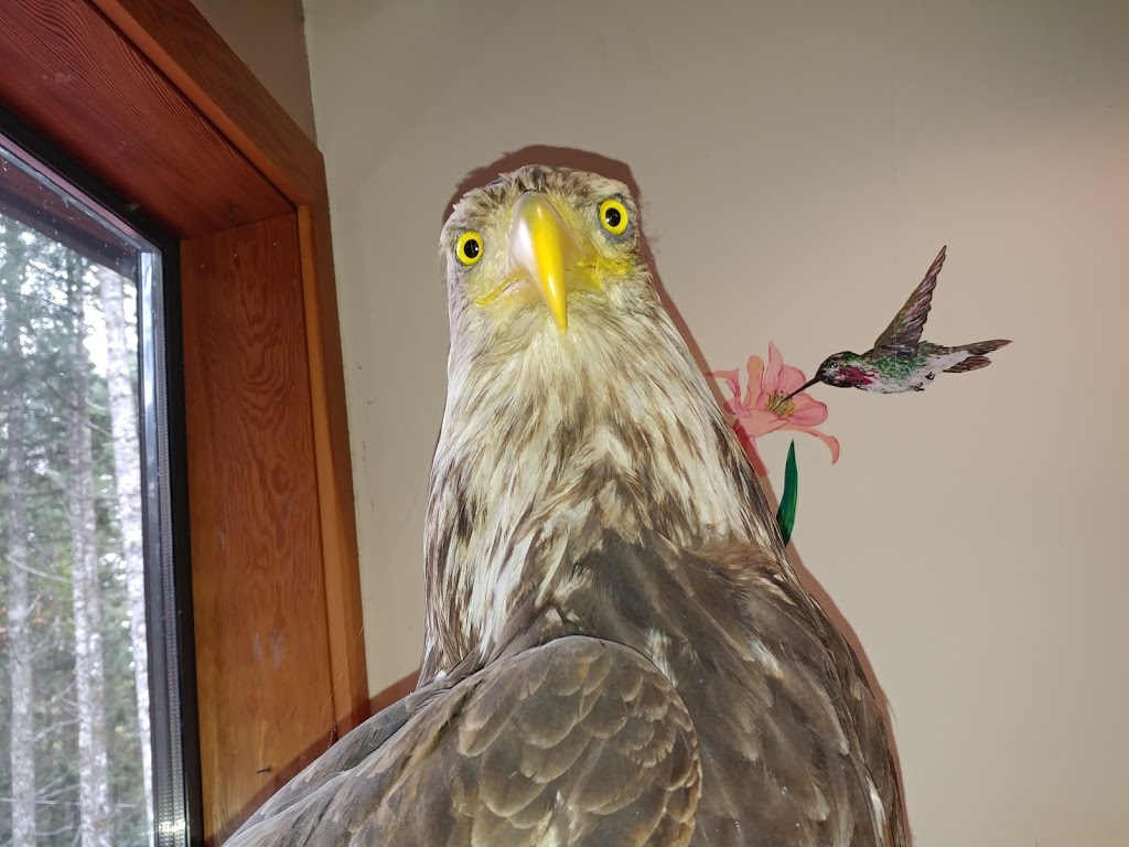 BC SPCA Wild Animal Rehabilitation Centre (Wild ARC) | 1020 Malloch Rd, Victoria, BC V9C 4G9, Canada | Phone: (855) 622-7722