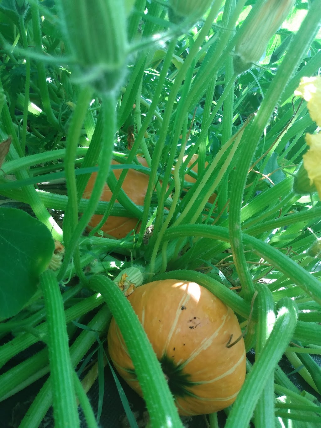 Veghead Farm | 18 Walgate Ave, Nepean, ON K2E 6M2, Canada | Phone: (613) 716-0939