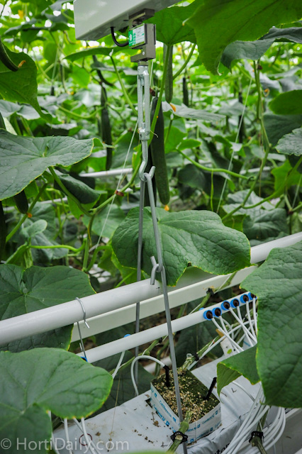 Vine Fresh Acres Ltd. | 420 Essex Road 14, Leamington, ON N8H 3V8, Canada | Phone: (519) 326-8808