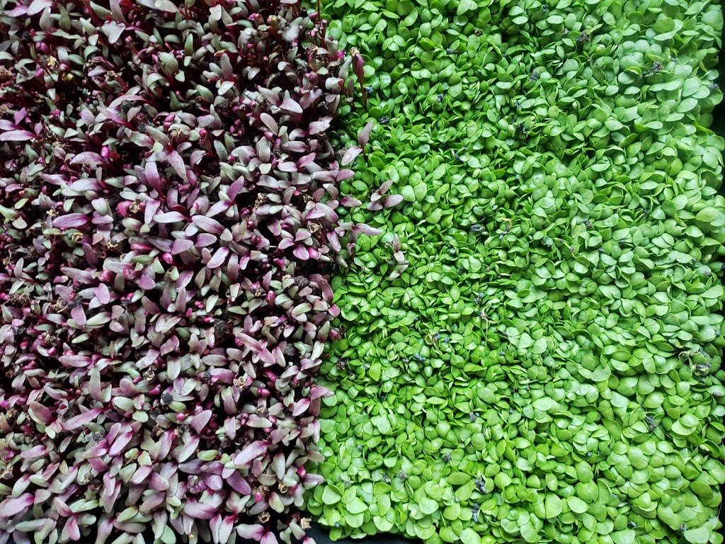 Glean: an Ediths Farm co | 19148, Township Rd 464, Camrose, AB T0B 3P0, Canada | Phone: (780) 909-0416