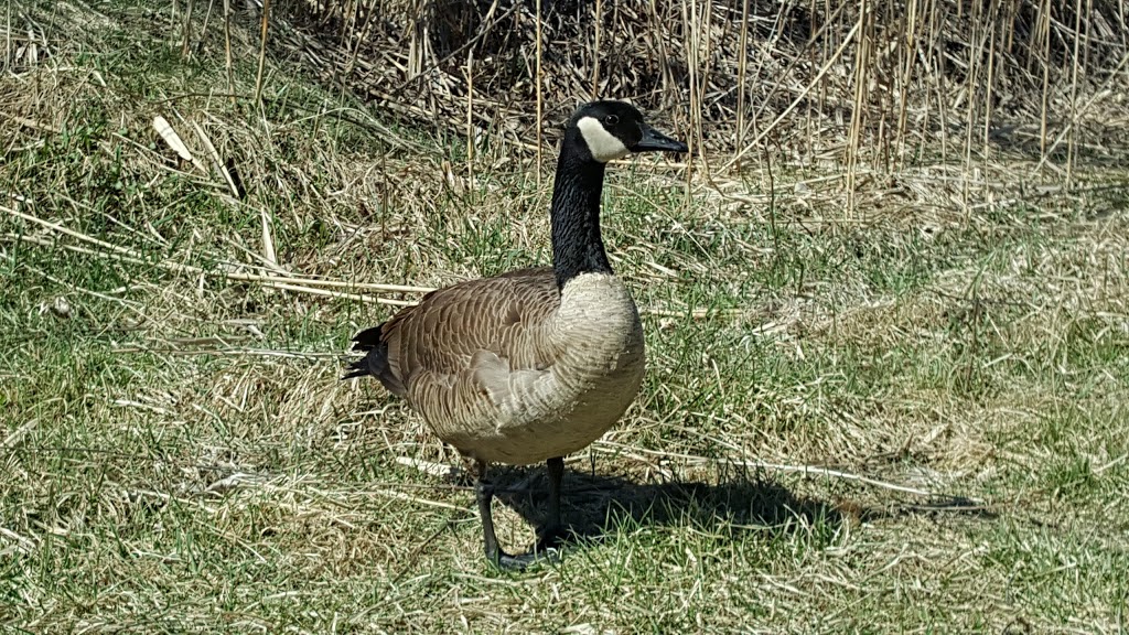 Tifft Nature Preserve | 1200 Fuhrmann Boulevard, Buffalo, NY 14203, USA | Phone: (716) 825-6397