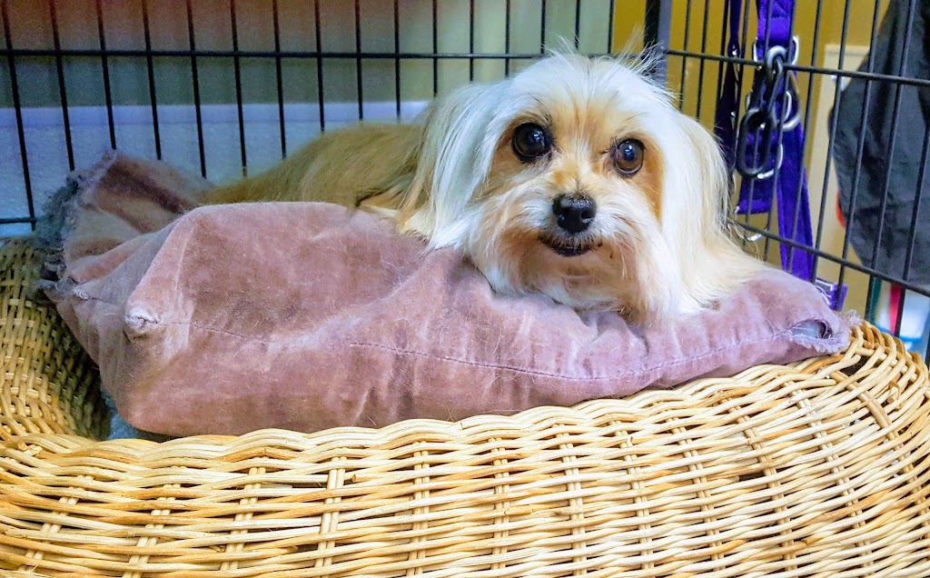 Dogs Rule Pet Grooming Calgary | 4708 26 Ave SW, Calgary, AB T3E 0R2, Canada | Phone: (403) 217-9119