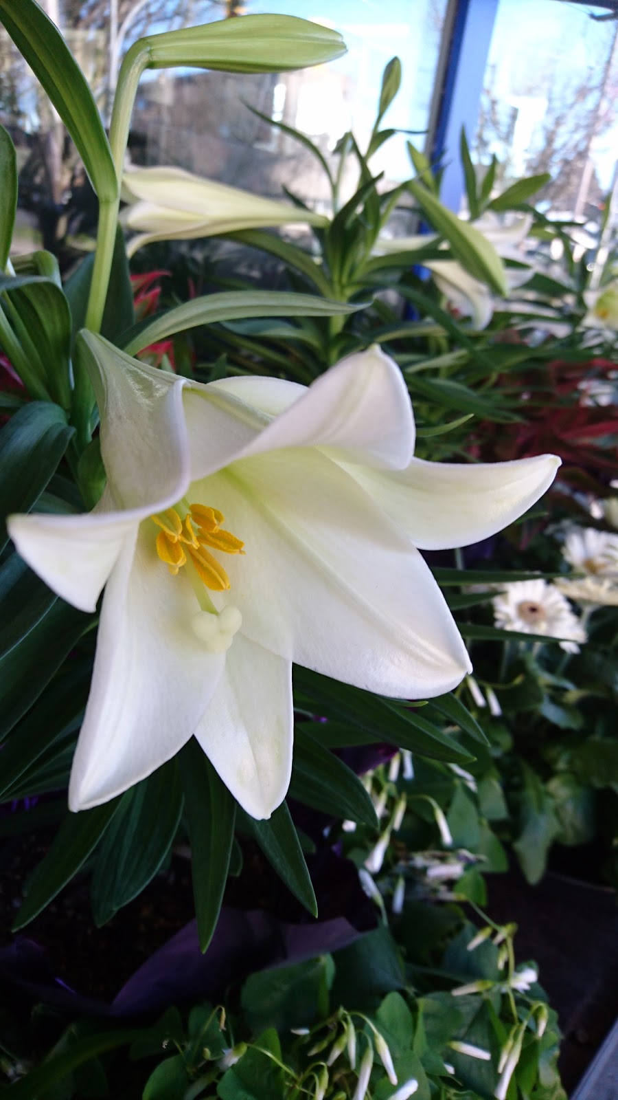 Victoria Food & Florist | 451 Cook St, Victoria, BC V8V 3Y2, Canada | Phone: (250) 384-2824