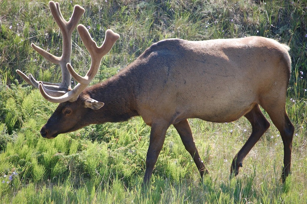 Alberta Elk Hunting Outfitters | 100 King St Unit 4919, Spruce Grove, AB T7X 0J6, Canada | Phone: (587) 853-0395