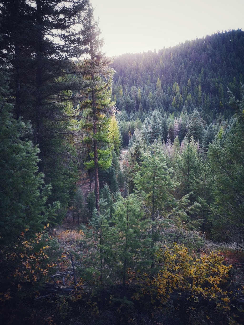 Petcoff Plateau | 420 Smoker Rd, Beaverdell, BC V0H 1A0, Canada | Phone: (250) 878-3694