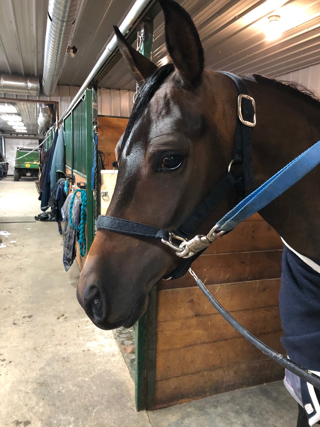 Steel Creek Equestrian | 39RM+CP, Millet, AB T0C 1Z0, Canada | Phone: (780) 542-1236