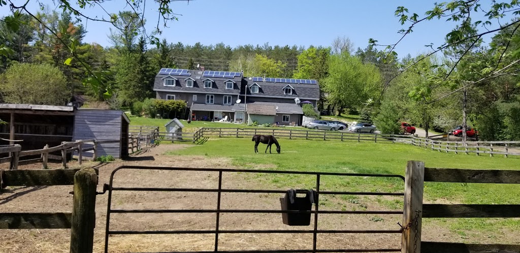 Wildcard Stables | 4941 Vivian Rd, Cedar Valley, ON L0G 1E0, Canada | Phone: (647) 201-2590