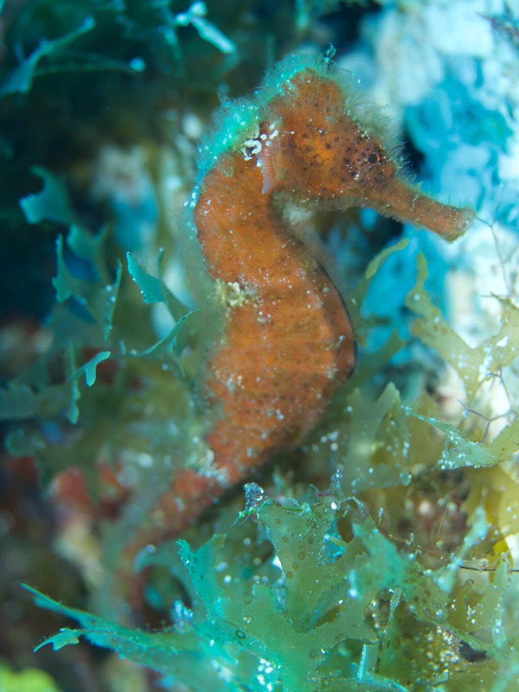Aqua-Nuts Diving | 5355 56 St, Rocky Mountain House, AB T4T 1H4, Canada | Phone: (403) 846-3914