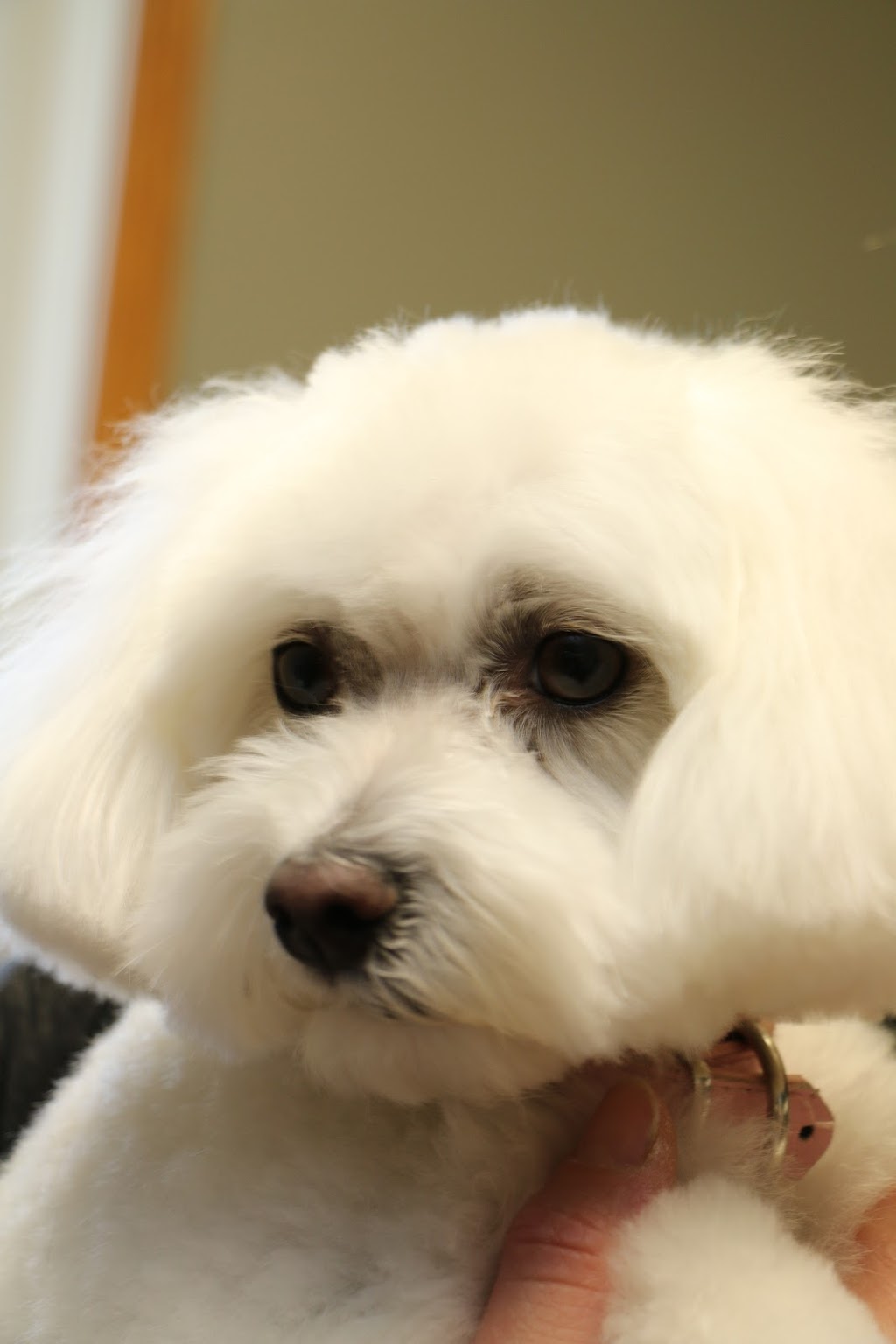 Mitchell Veterinary Services | 243 Ontario Rd, Mitchell, ON N0K 1N0, Canada | Phone: (519) 348-9711