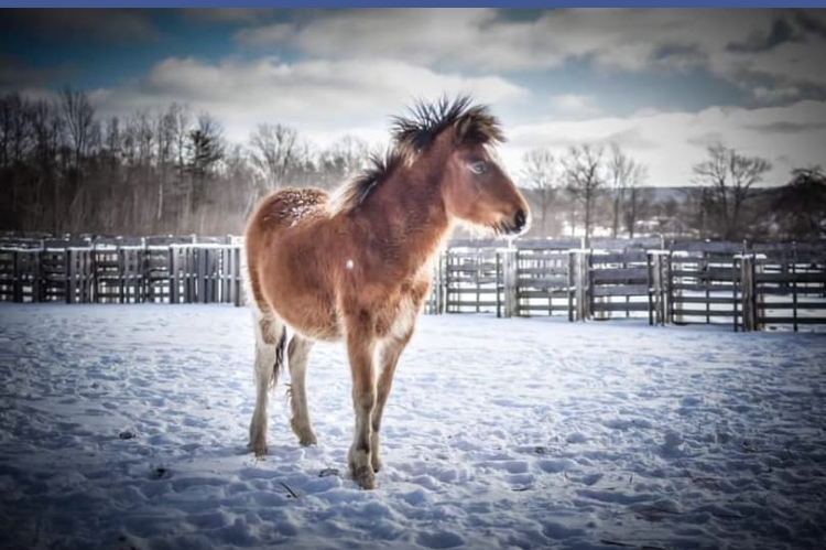 FairyTail Fields | 1050 Maple St, Waterville, NS B0P 1V0, Canada | Phone: (902) 599-1882