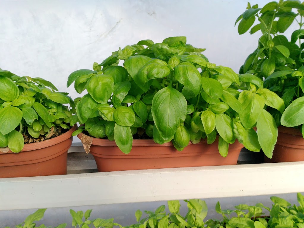Burts Greenhouses | 539 Maple Rd, Odessa, ON K0H 2H0, Canada | Phone: (613) 386-3426