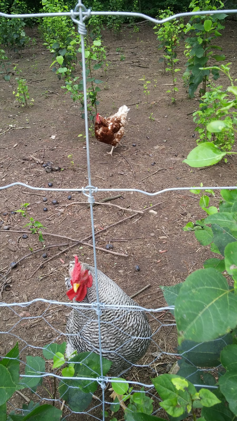 MoorBern Farm | 1438 NS-236, Scotch Village, NS B0N 2G0, Canada | Phone: (902) 757-1666