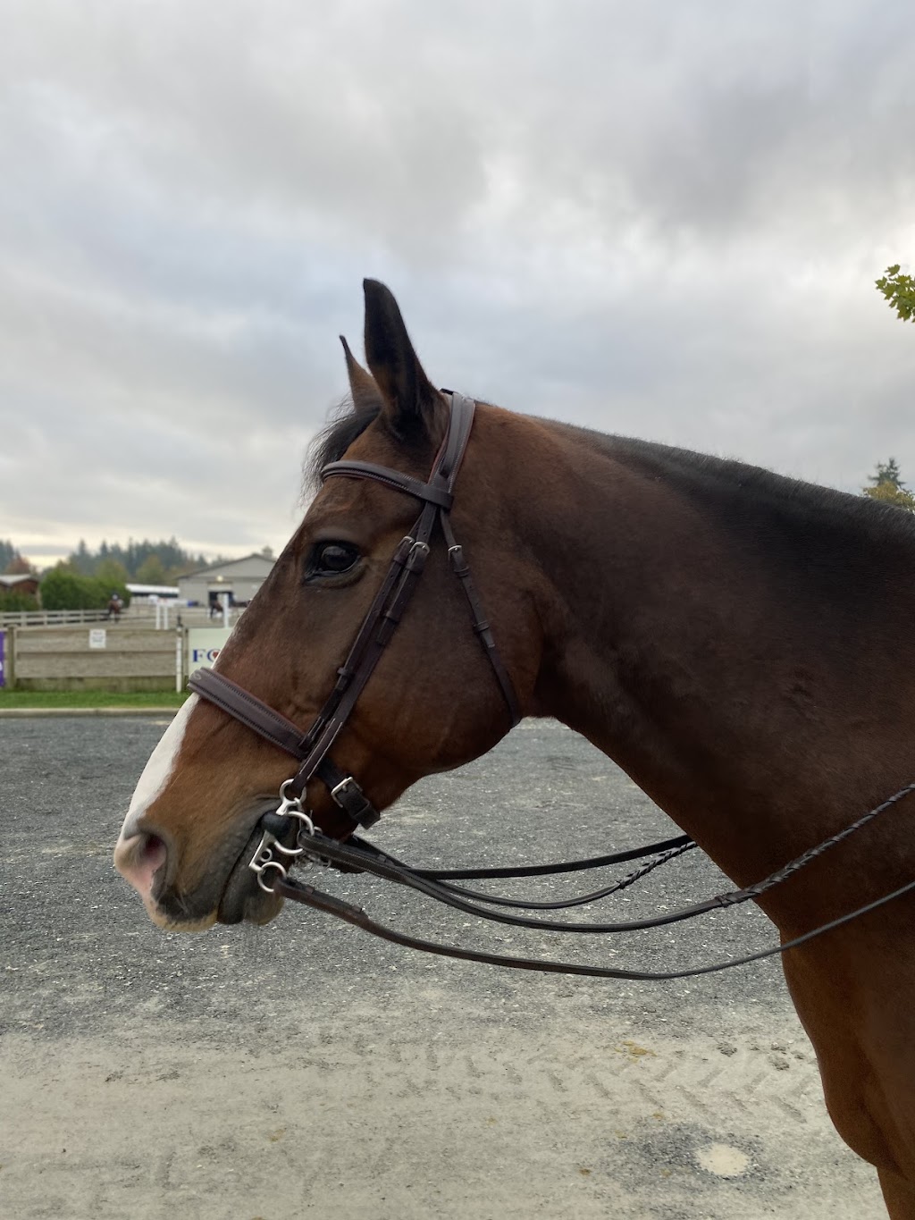 Ponte Equestrian Estates | 3564 224 St, Langley, BC V2Z 2G7, Canada | Phone: (778) 908-7636
