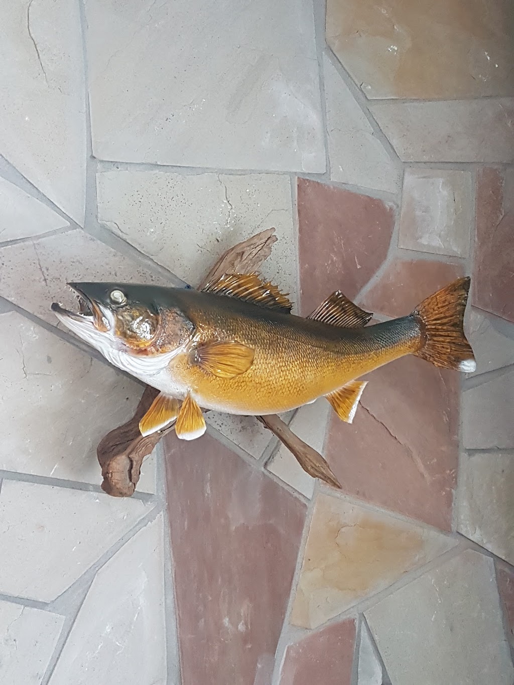 Brain’s Taxidermy | 37 14 Line N N, Orillia, ON L3V 8J3, Canada | Phone: (705) 327-7889