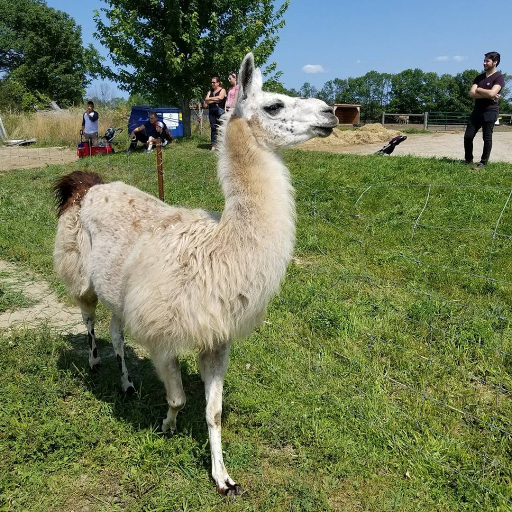 Wishing Well Sanctuary | 2710 Line 10, Bradford, ON L3Z 2A5, Canada | Phone: (905) 775-9179