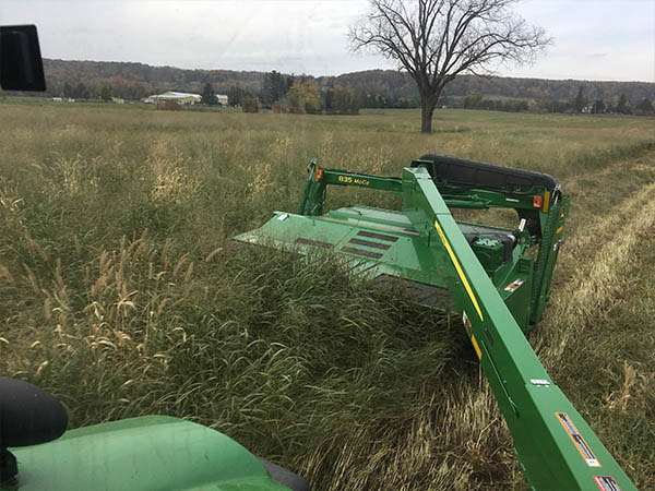 Empire Switchgrass | 5274 Derry Rd, Burlington, ON L7M 0R6, Canada | Phone: (905) 875-7006
