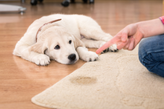Sparkling Clean Carpets | 1334 Cannon St E, Hamilton, ON L8H 1V8, Canada | Phone: (905) 549-9994