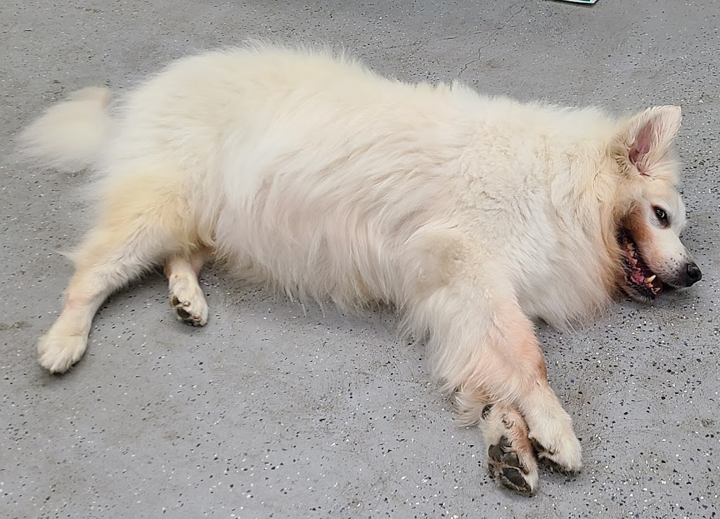 FURnie Dog Grooming | 1561 D 10 Ave, Fernie, BC V0B 1M5, Canada | Phone: (250) 423-2066