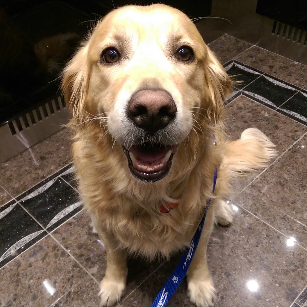Zen Dog Services | 584 Church St, Toronto, ON M4Y 2E5, Canada | Phone: (416) 855-6636