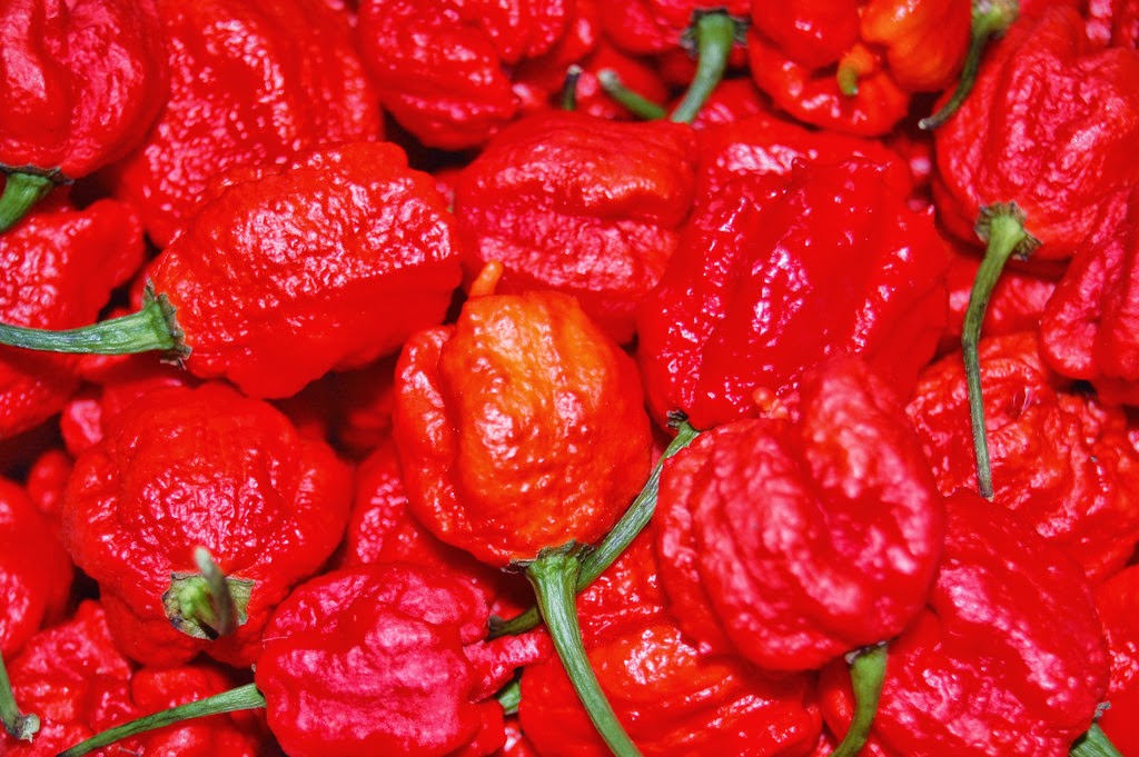 Peppermaster Hot Sauces | 26 Rue Saint-Jean-Baptiste E, Rigaud, QC J0P 1P0, Canada | Phone: (514) 393-3430