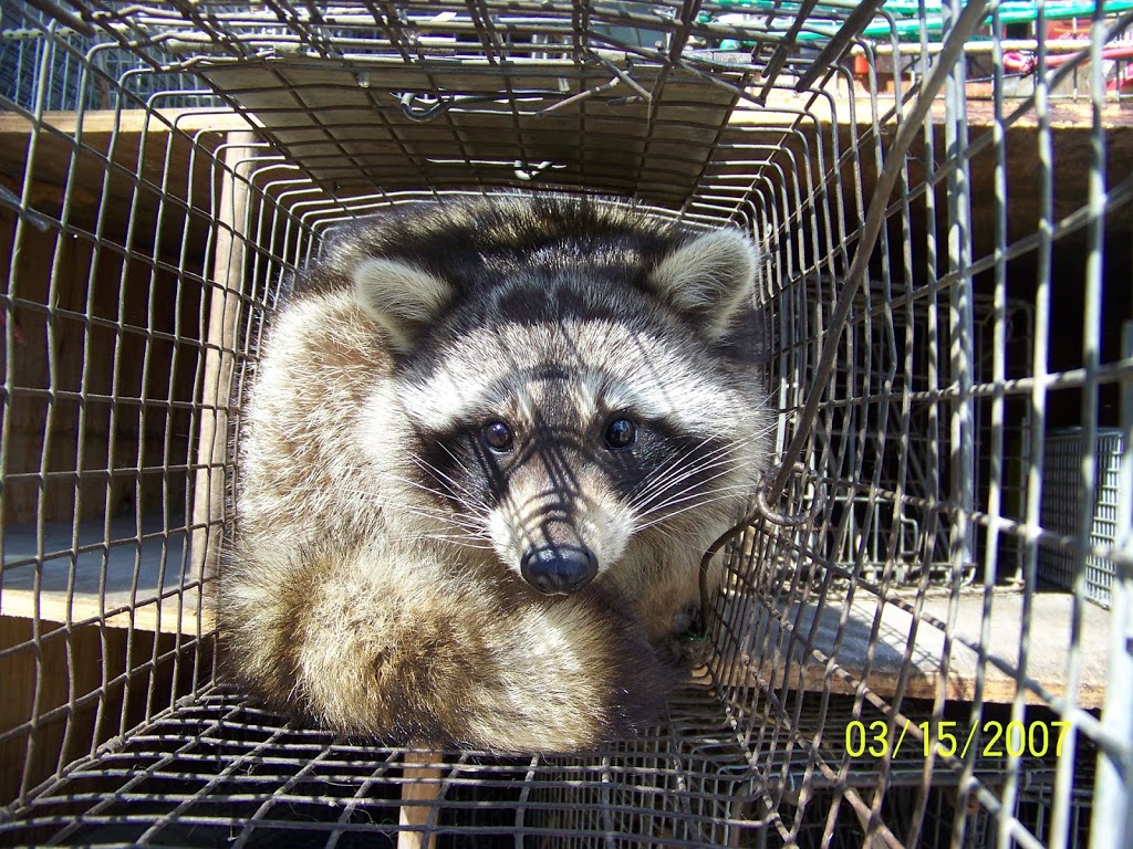 Witzend Wildlife Exterminator Buffalo | 85 Empire Dr unit c, Buffalo, NY 14224, USA | Phone: (716) 244-6260