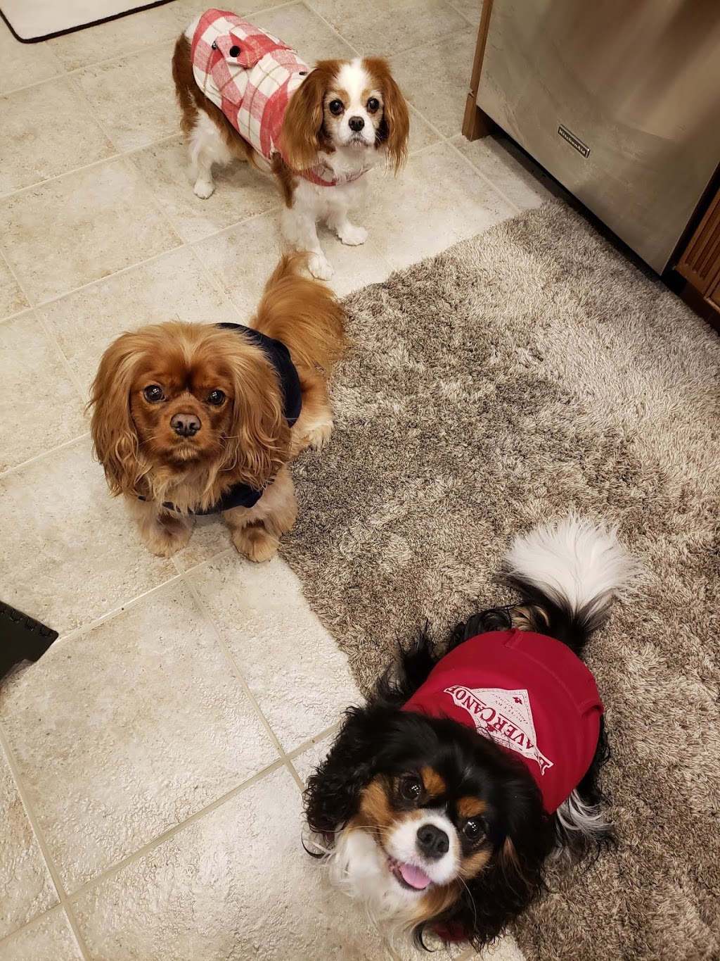 Williamsburg Veterinary Hosp | 325 Max Becker Dr, Kitchener, ON N2E 4H5, Canada | Phone: (519) 571-7221