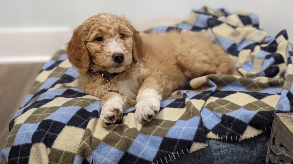 Golden Prairie Doodles | Rosenort, MB R0G 1W0, Canada | Phone: (204) 209-0094