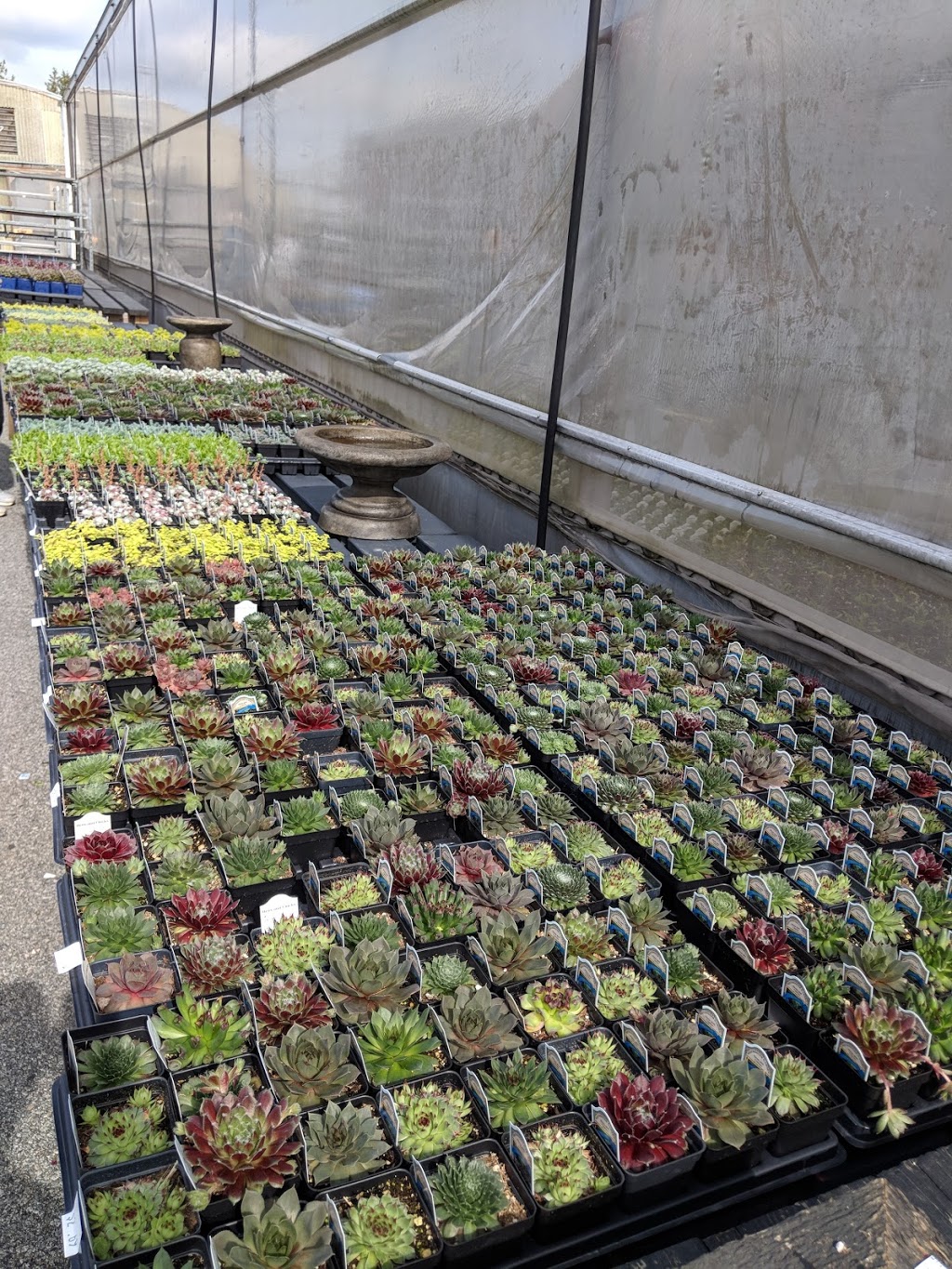 Western Independent Greenhouse: WIG Garden Centre | 6151 Thorne Ave, Burnaby, BC V3N 2T8, Canada | Phone: (604) 521-3138