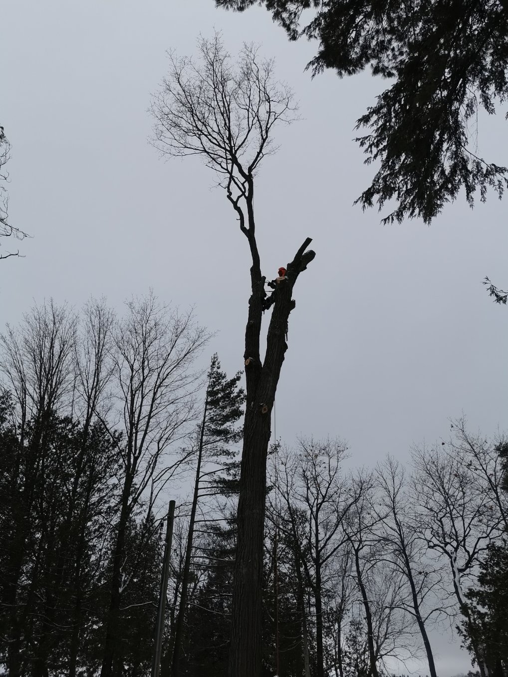 Joss Tree Service | 78 Logie St, Lindsay, ON K9V 5Y2, Canada | Phone: (705) 320-9483