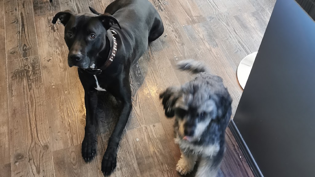 Institut Glam Canin | 1071 Bd Raymond, Québec, QC G1B 2R5, Canada | Phone: (581) 398-2216