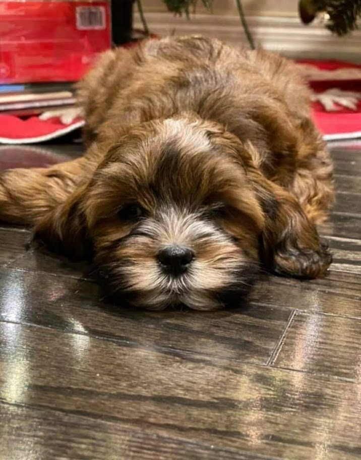 Agape Kennel | 1371 Listowel Rd, Elmira, ON N3B 2Z3, Canada | Phone: (519) 503-5464