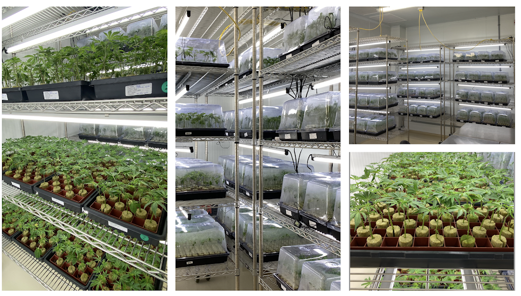 Cielo Verde Quebec Inc. | 243 Boul Hymus, Pointe-Claire, QC H9R 1G3, Canada | Phone: (514) 697-1010