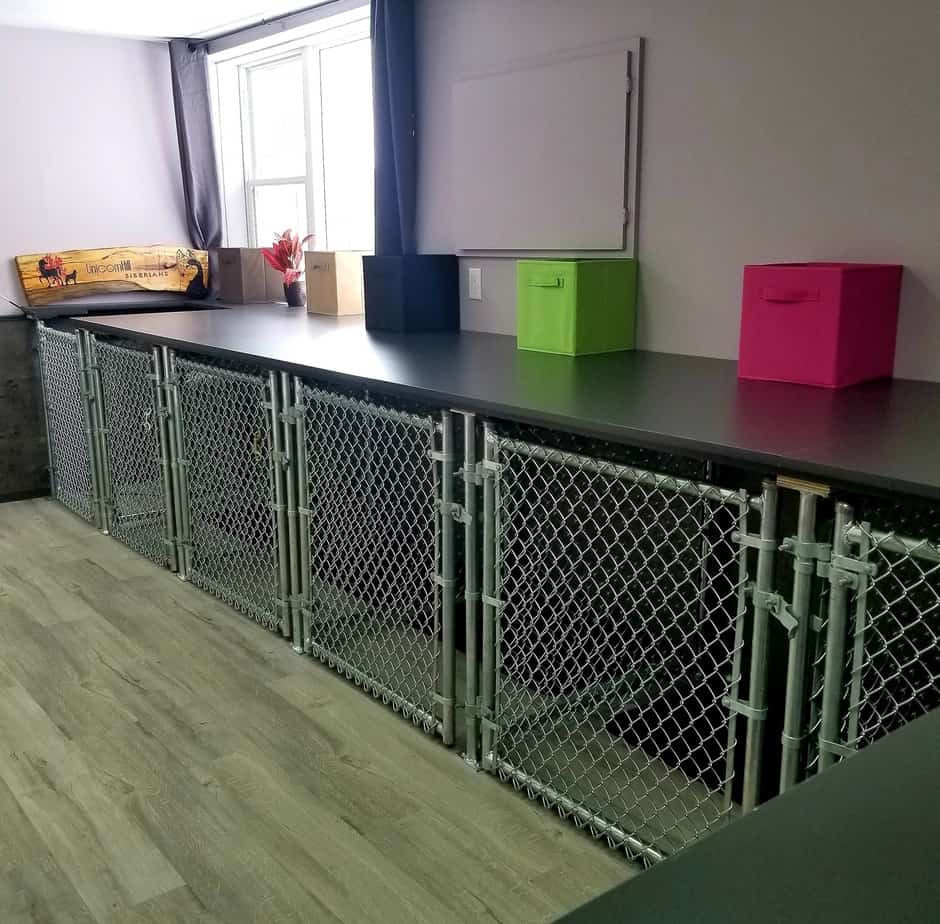 Dogs InVouge | 121 Murphy Rd, Angus, ON L0M 1B1, Canada | Phone: (705) 424-9550