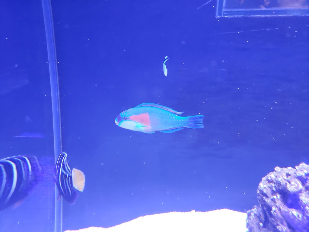Under The Sea Inc. | 45 Scott Street West, St. Catharines, Ontario, L2R 1E