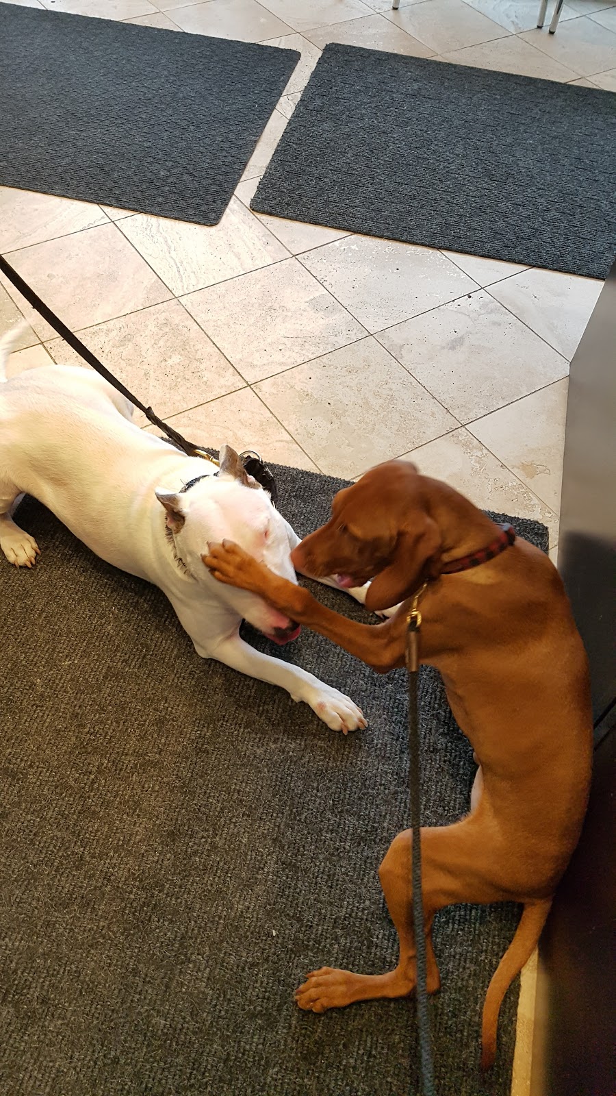 Highland Creek Animal Clinic | 6105 Kingston Rd, Scarborough, ON M1C 1K5, Canada | Phone: (416) 282-9697