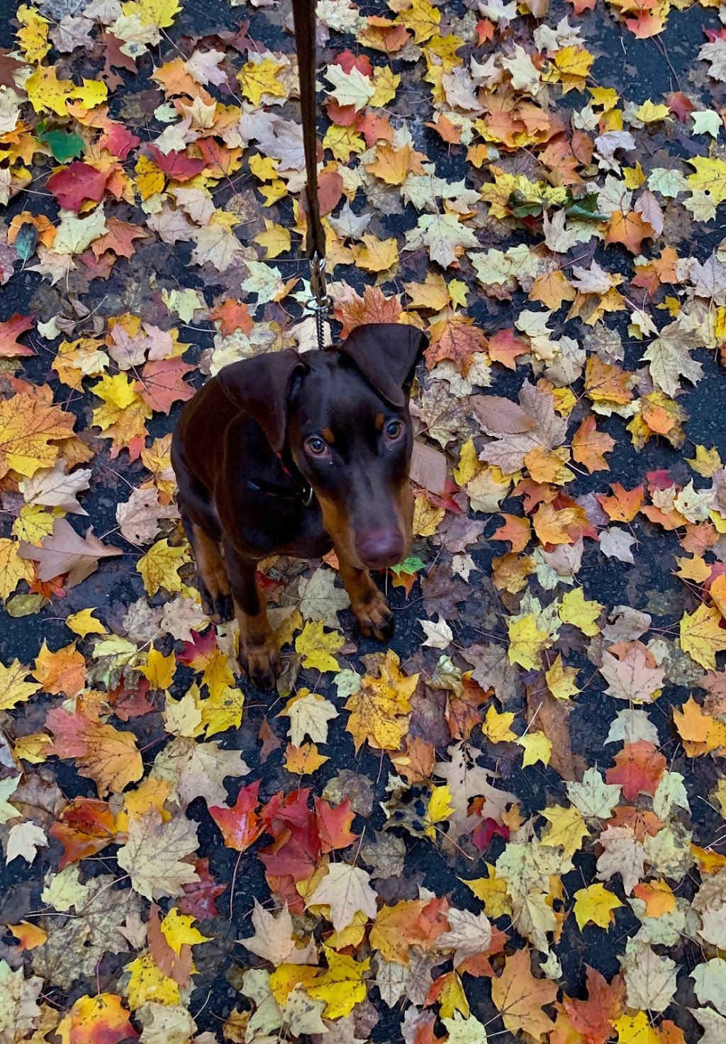 Wagabond Dog Training | 76 Bradbury Rd, Stoney Creek, ON L8J 0E4, Canada | Phone: (437) 778-9127